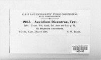 Aplopsora dicentrae image